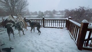 Great Dane puppies 1st snow
