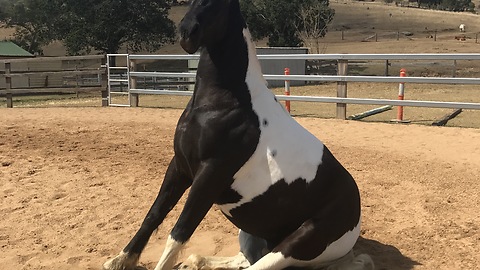 Sitting Horse Refuses To Stand Up