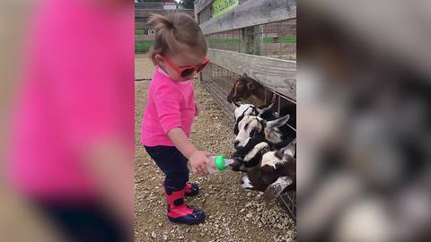 "Tot Girl Shares Her Bottle of Milk with Baby Goats"