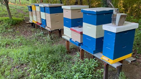 Atlanta bees 05-20-2024
