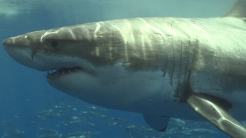 Largest Great White Shark Attack