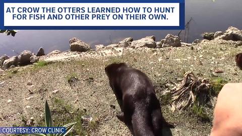 Three North American river otter were released in Punta Gorda Florida