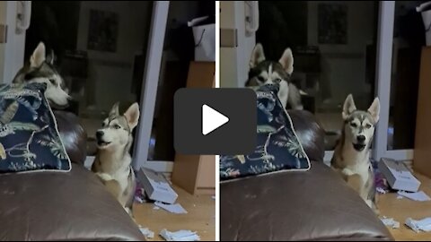 Defiant husky totally mocks owner's laugh