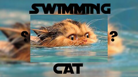 Swimming cat?