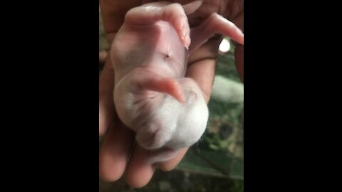 Baby rabbits two week can’t open eyes