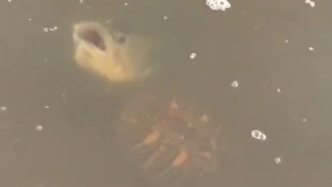 Huge fish comes out of nowhere, steals food from turtle