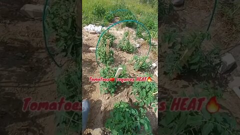 My First Year of Tomatoes Planting with Results 😳🍅|#shorts #short #shortvideo #food #like #subscribe