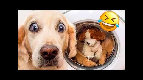 Funny Animal Videos 🤣 Funniest Cats and Dogs Videos 2024 😅