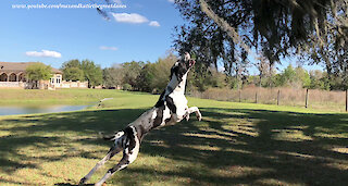 Jumping Great Dane helps out with the gardening chores