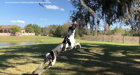 Jumping Great Dane helps out with the gardening chores