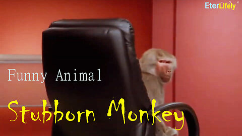 Funny Animal Stubborn Monkey #funnyanimal