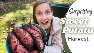 I Wasn't Sure What to Expect from this Sweet Potato Harvest