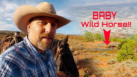 SOLO Trip with Wild Horses!! ( I BROUGHT CALIBAR! )