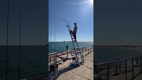 Using A Ladder To Catch A Big Fish Off The Jetty #monsterfishing