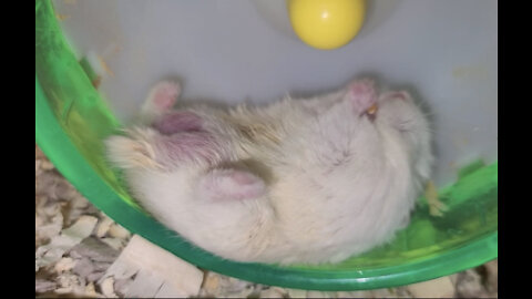 Lazy Hamster eats snack in the laziest possible way