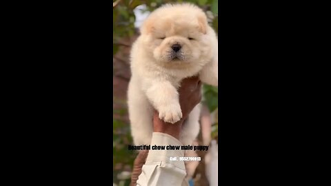 Beautiful Chow Chow puppy available