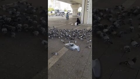 Hujjaj loves to provide food to pigeons: Near Masjid e Nabawi | Madinah