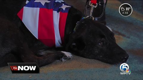 Socks, rescued Iraq K9 receives hero's welcome in the U.S.