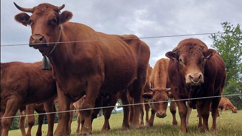 Playing harmonica for cows