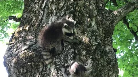 Releasing baby trash pandas back up a tree