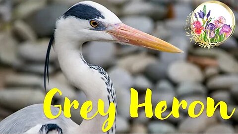 Watch Stunning Grey Heron Birds in the Wild