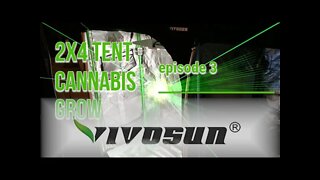 Vivosun Grow Tent 2x4 MAC1 Cannabis Grow ep. 3 🔨 #Vivosun #420 #MAC1