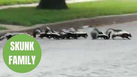 Couple cross paths with a skunk mom and her SEVEN stinky babies