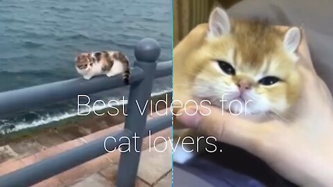 Best videos for cat lovers