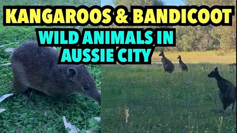 Kangaroos & Bandicoot - Native Australian Animals in Suburban Western Australia
