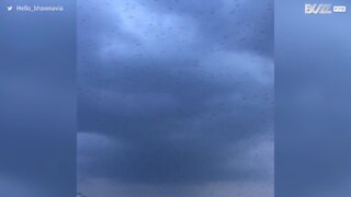 Un nuage de sauterelles envahit une ville indienne