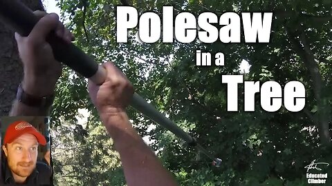 Polesaw in a Tree, Episode 1: Topping a Dead Spruce