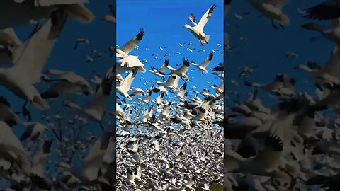 Magic #kamalkavlog #viral #trending #magic #nature #birds #flyingbeast #shorts #short