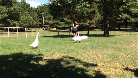 Angry Goose, Dont Bite The Hand That Feeds You