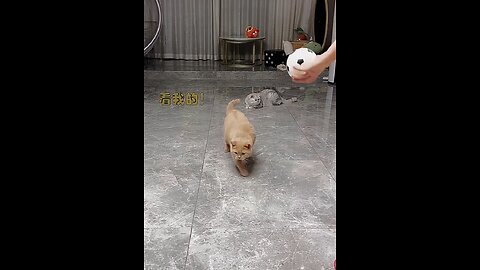 My cat play valyball with me so cute😋😋 #viral