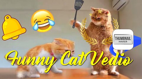 Funny Cat vedios