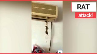 Horrific moment shows snake preying on a rat as it dangles from an Air conditioner