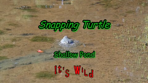 Snapping Turtle In Shallow Pond