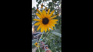 Sunflowers 🌻. #sunflowers #flowers #beautiful #outdoor