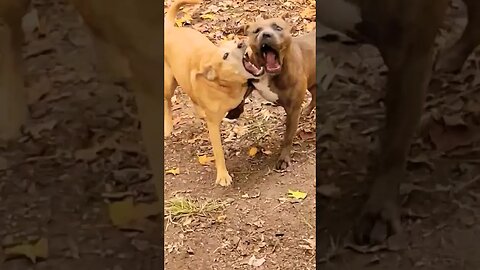 Dogs ATTaCK in the woods #dogsplaying #shorts #pitbulldog