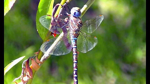 IECV NV #411 - 👀 More Footage Of The Blue Dragonfly 7-4-2017