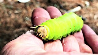 Gigantic green caterpillar is allowed to crawl on man's arm