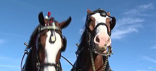 Budweiser Clydesdales at South Point