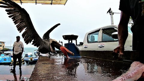 Hungry pelican gets scraps from soft-hearted fisherman
