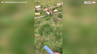 Cat loves to play "fetch" with owner