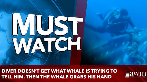 Diver doesn’t get what whale is trying to tell him. Then the whale grabs his hand