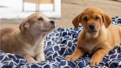 A Bunch Of Irresistibly Cute Puppies Are Up For Adoption In Ontario Right Now
