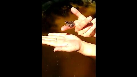 The frog behaves like a tame one and doesn't want to return in the water