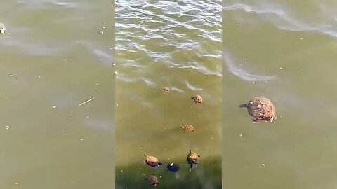 Turtles