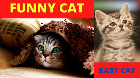 CAT ARE FUN | ENJOY LIFE | VERY FUN CAT CUTE CAT FUN | CUTE PETS