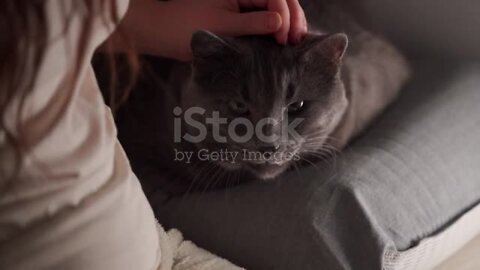 Woman petting a gray cat on the bed in the evening in a dark room close up